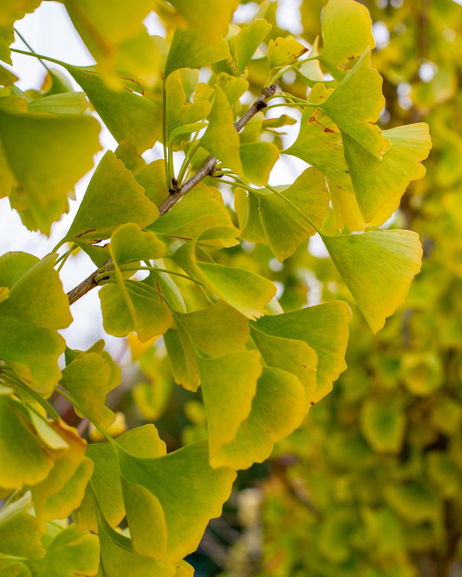 Presidential Gold Ginkgo - view 2