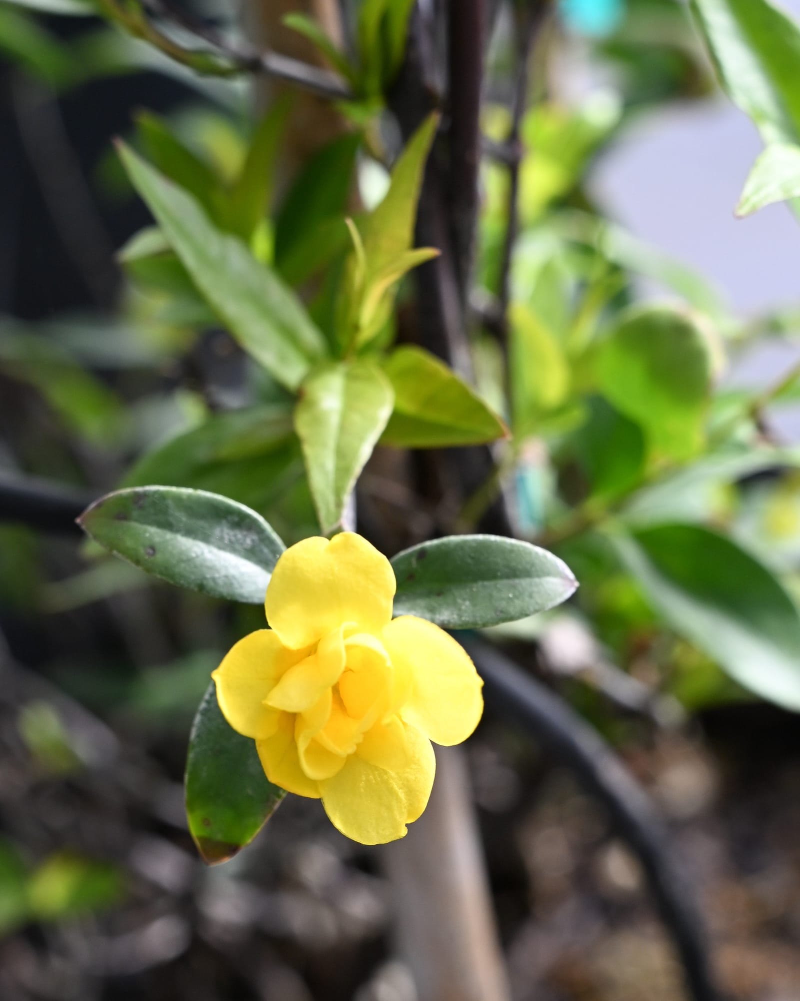 Pride of Augusta Carolina Jasmine