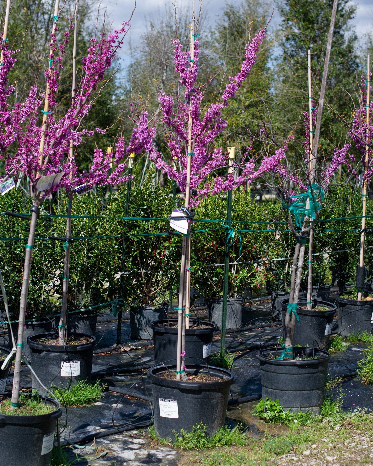 Rise 'N Shine Redbud - view 2