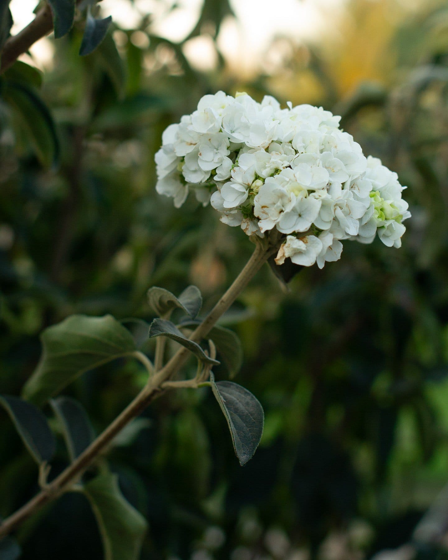Roughleaf Dogwood