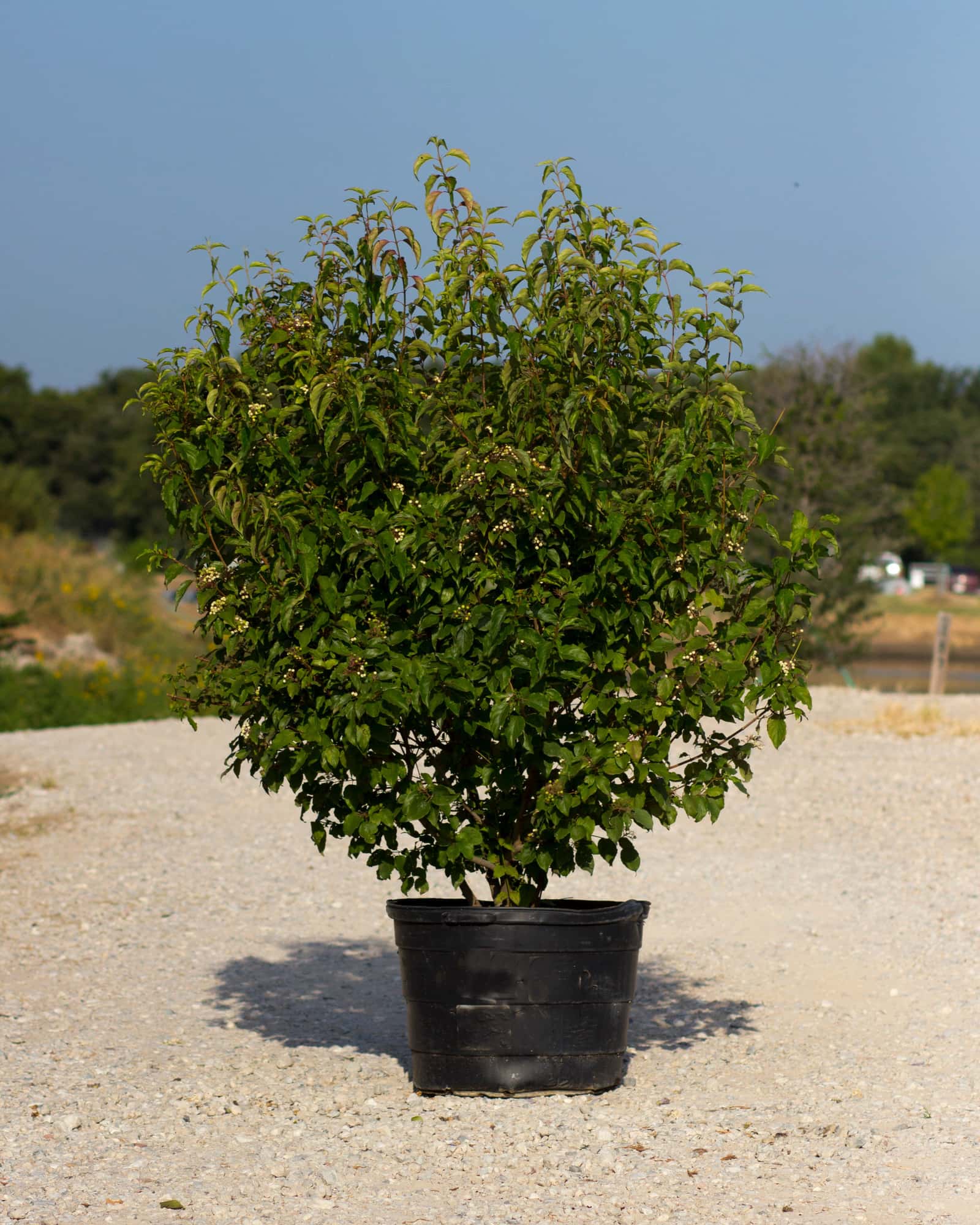 Roughleaf Dogwood - Image 1