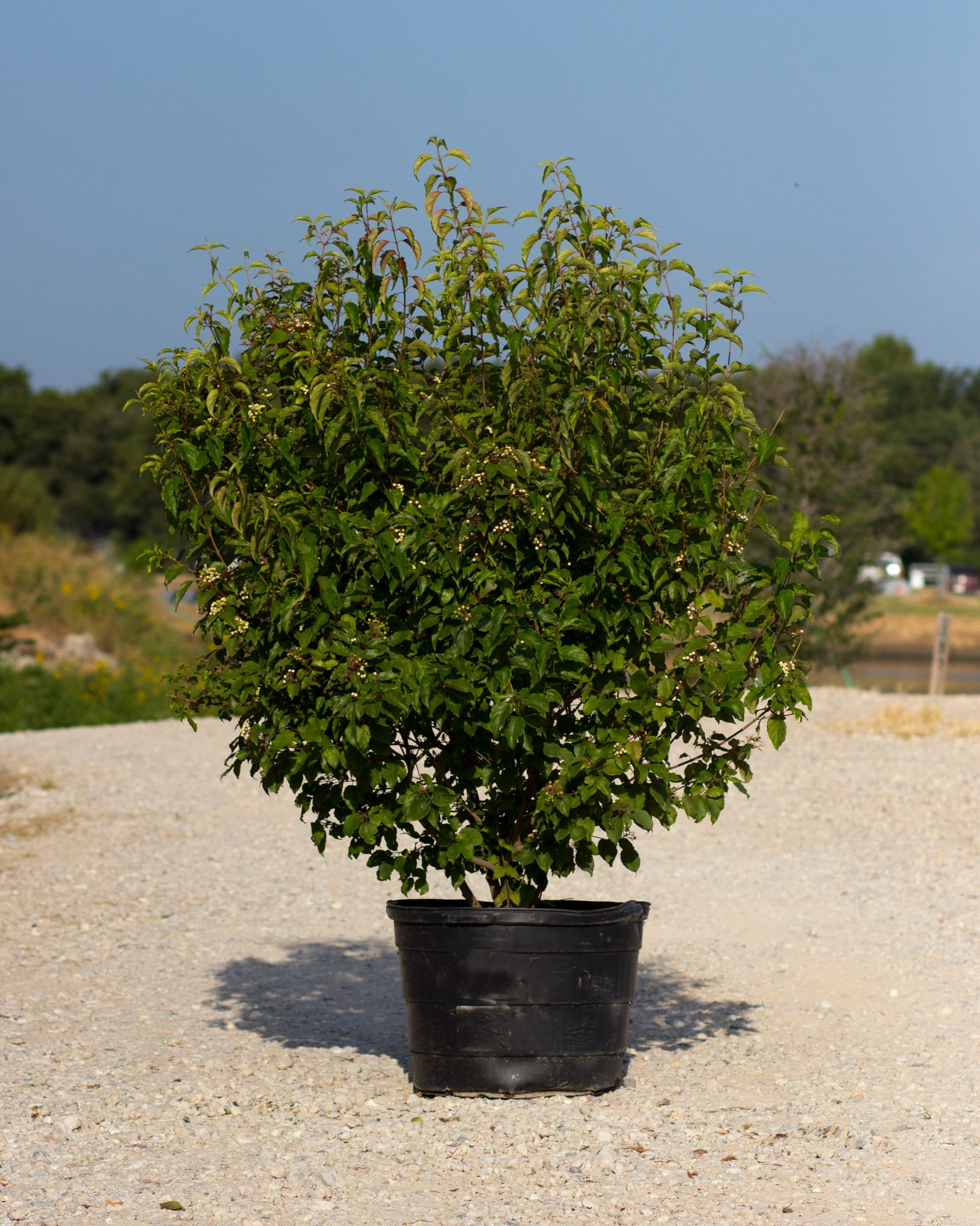 Roughleaf Dogwood - view 3