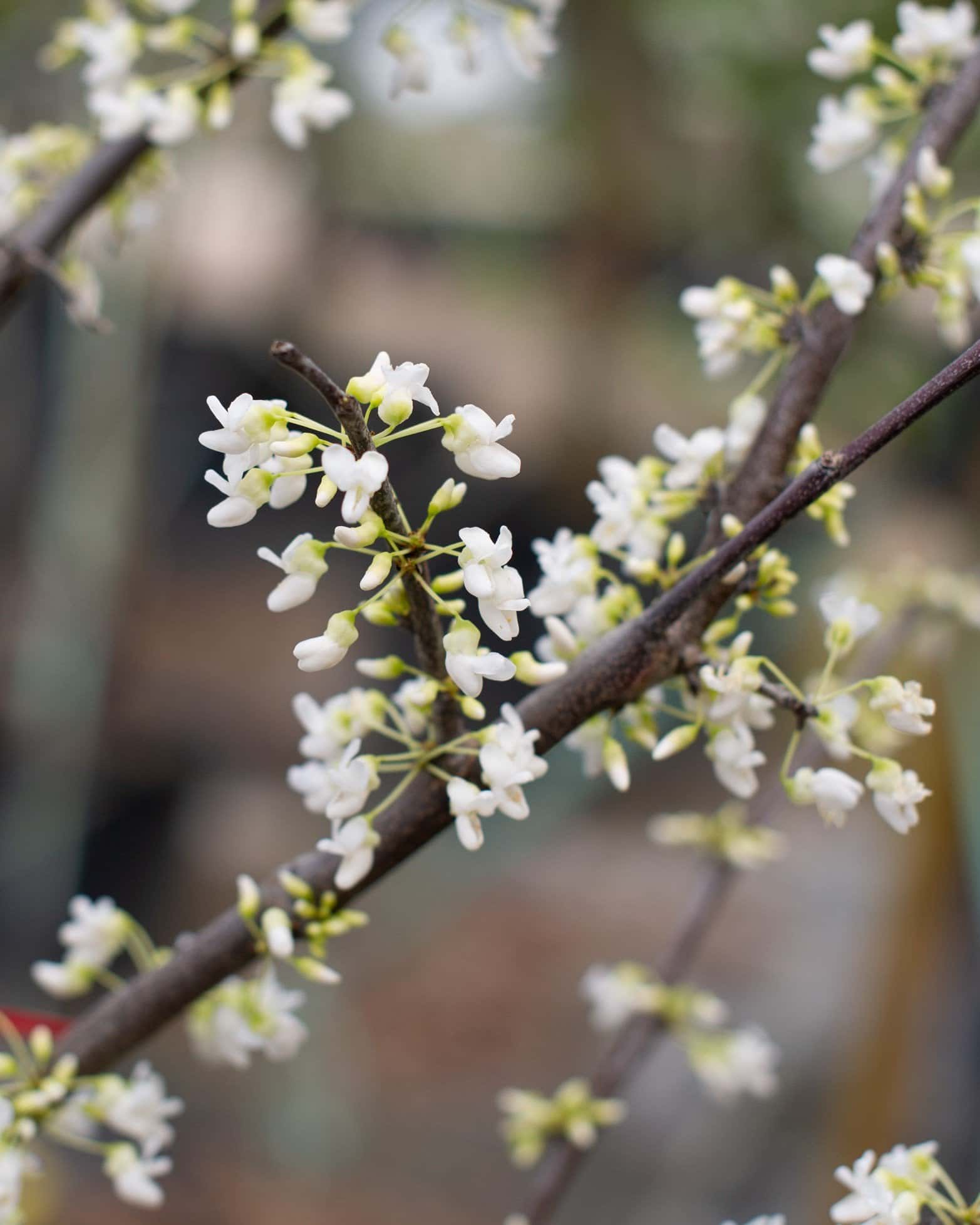 Royal White Redbud - Main Image