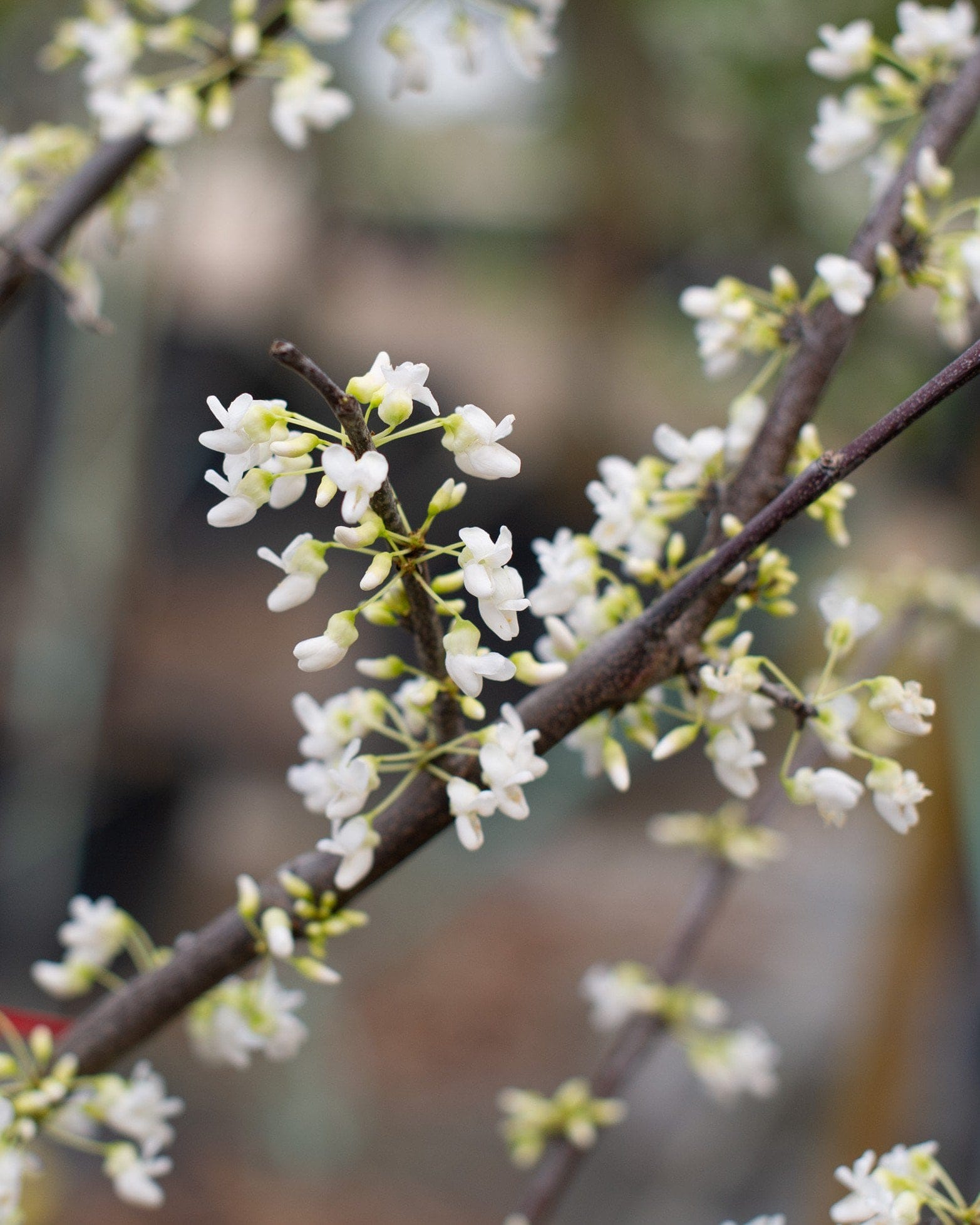Royal White Redbud