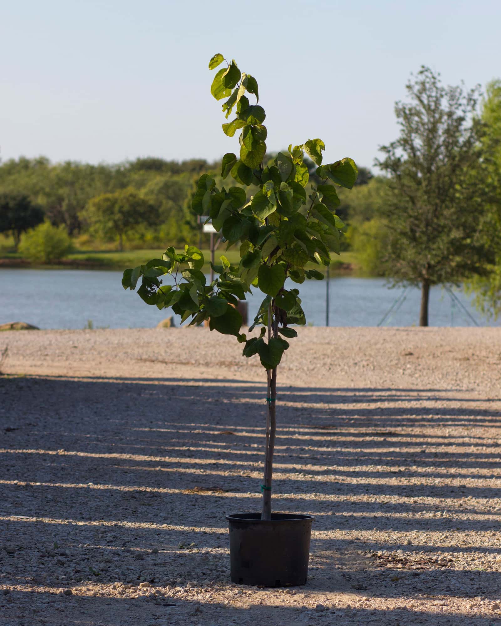 Royal White Redbud - Image 1