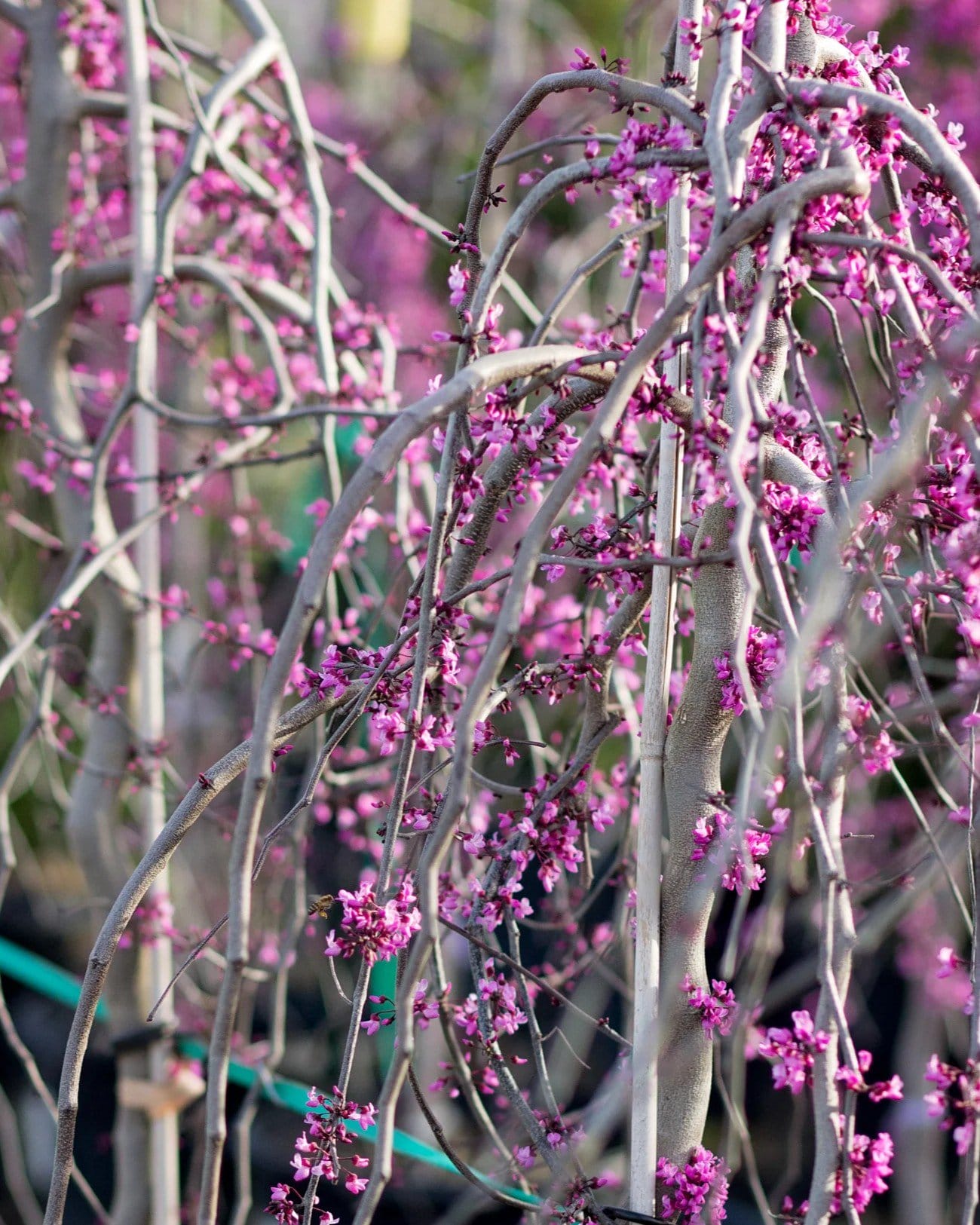 Ruby Falls Weeping Redbud - view 2