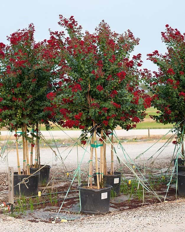 Scarlet Crape Myrtle - Image 1