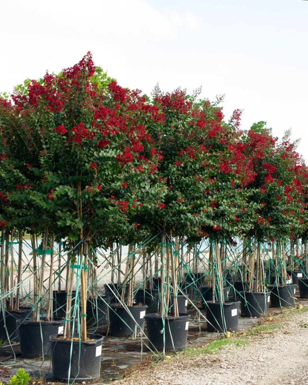 Scarlet Crape Myrtle - view 2