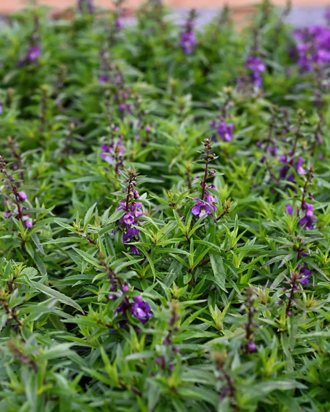 Serenita Purple Angelonia - Image 1