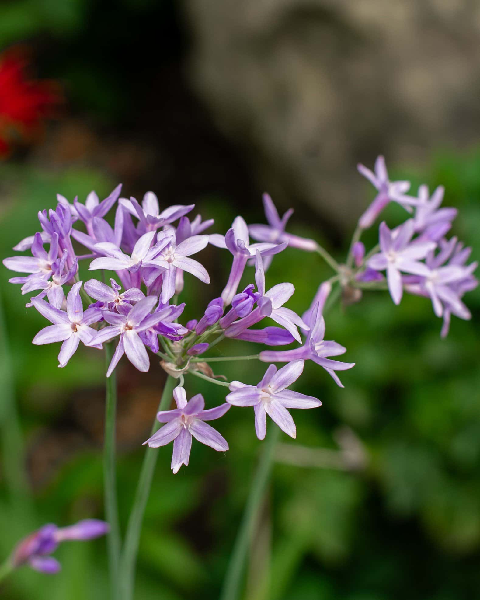 Society Garlic - Main Image