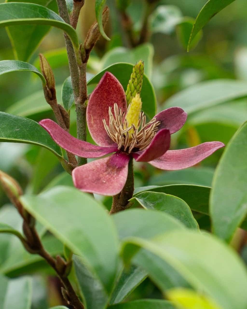 Stellar Ruby Magnolia - Main Image