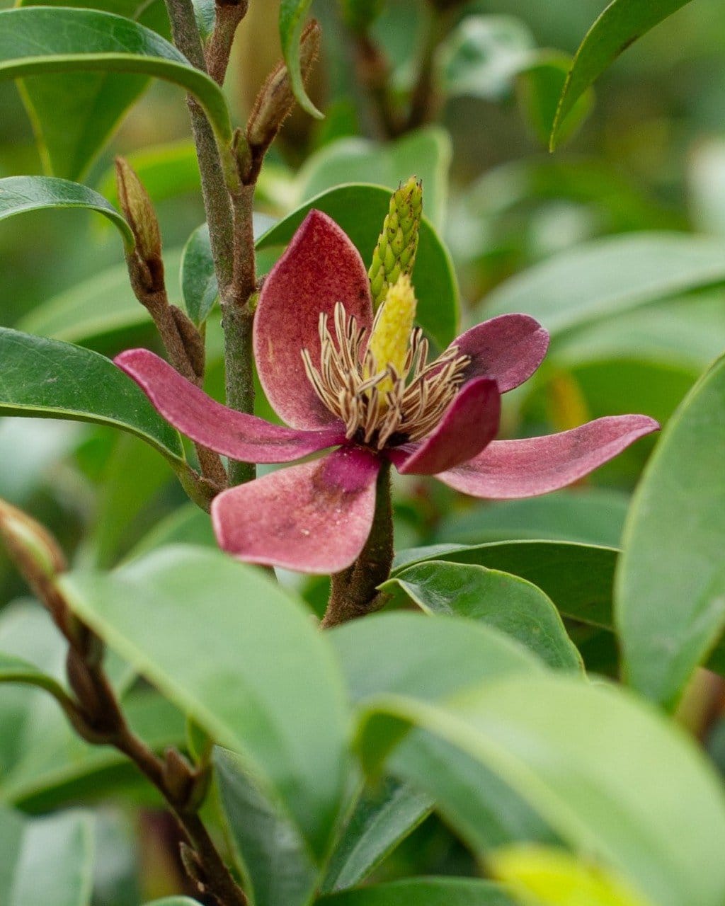 Stellar Ruby Magnolia
