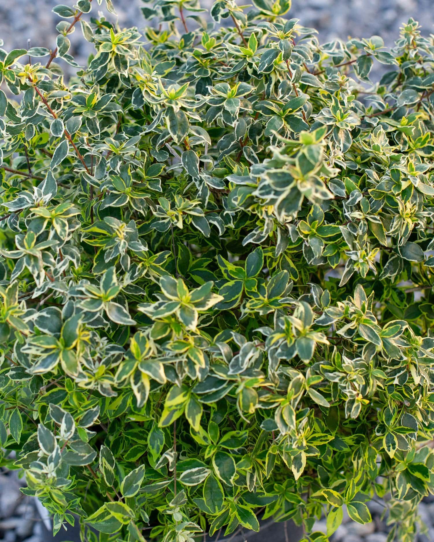 Twist of Lime Abelia - Main Image