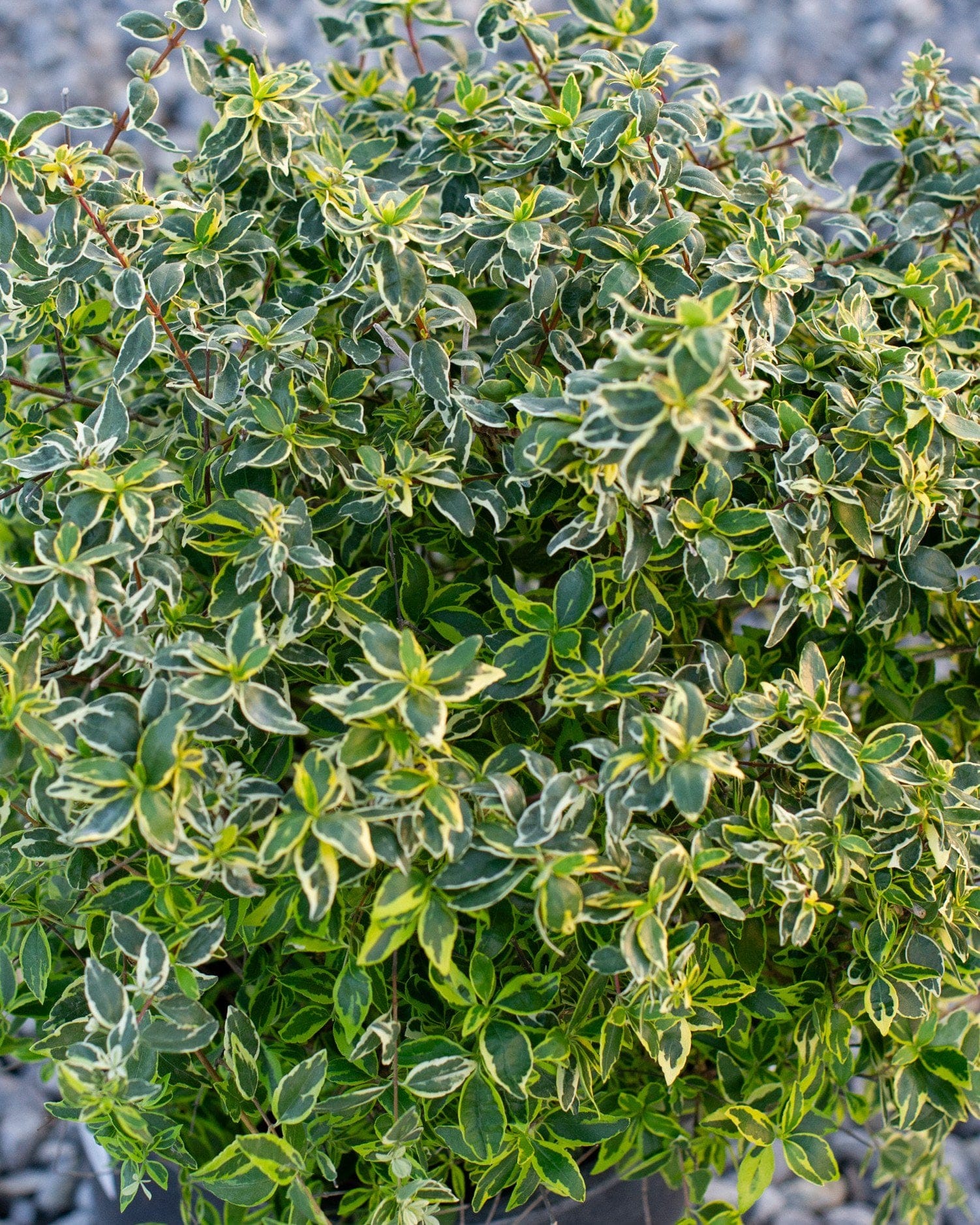 Twist of Lime Abelia