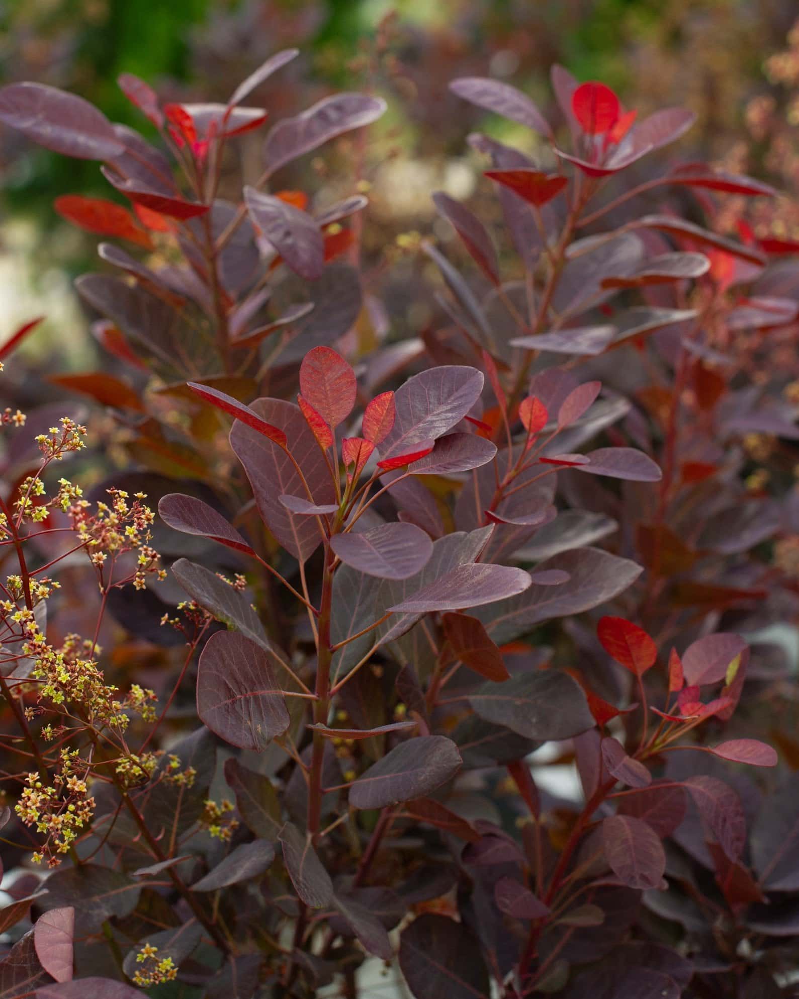 Velvet Cloak Smoketree - Main Image