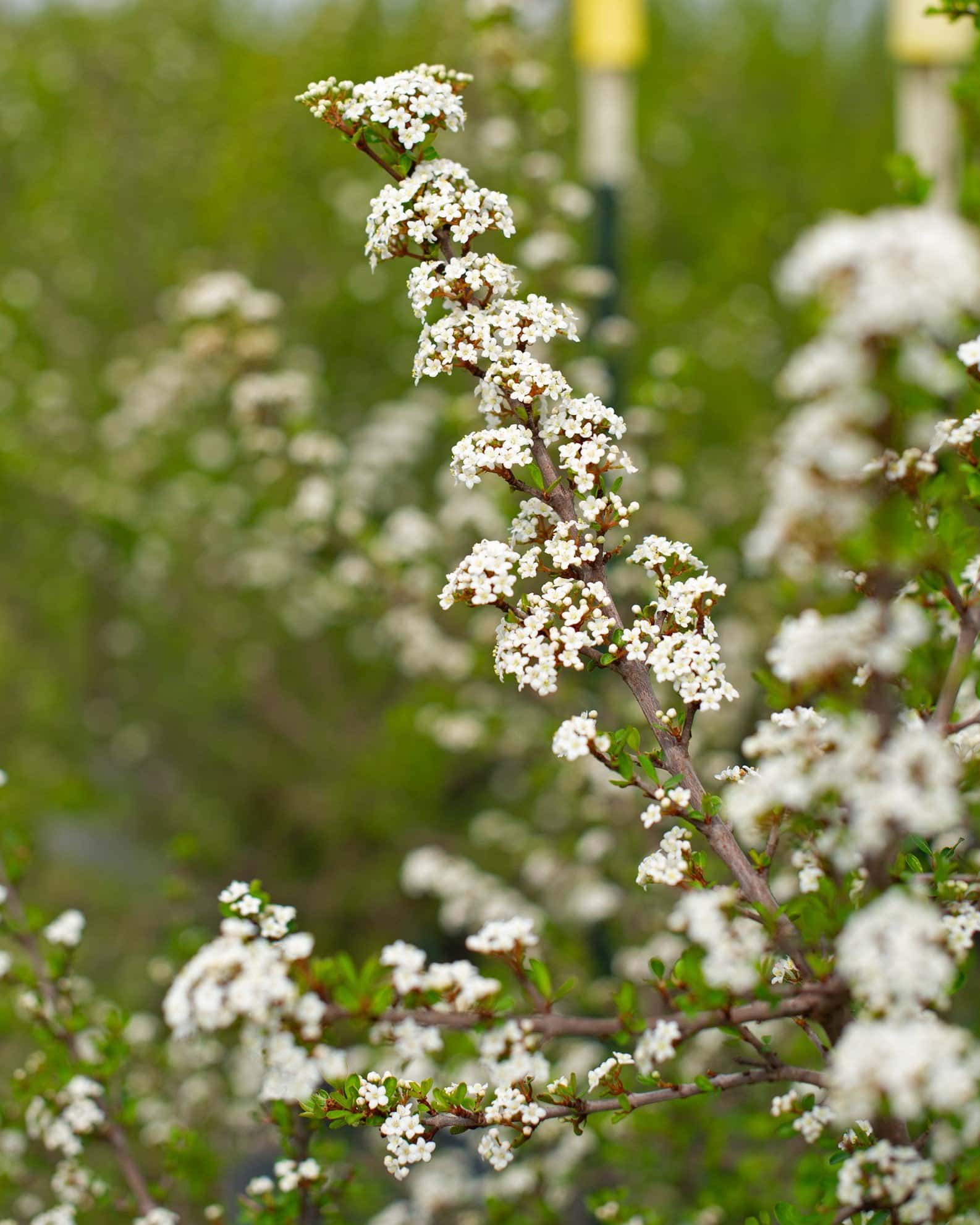 Walters Viburnum Select - Main Image