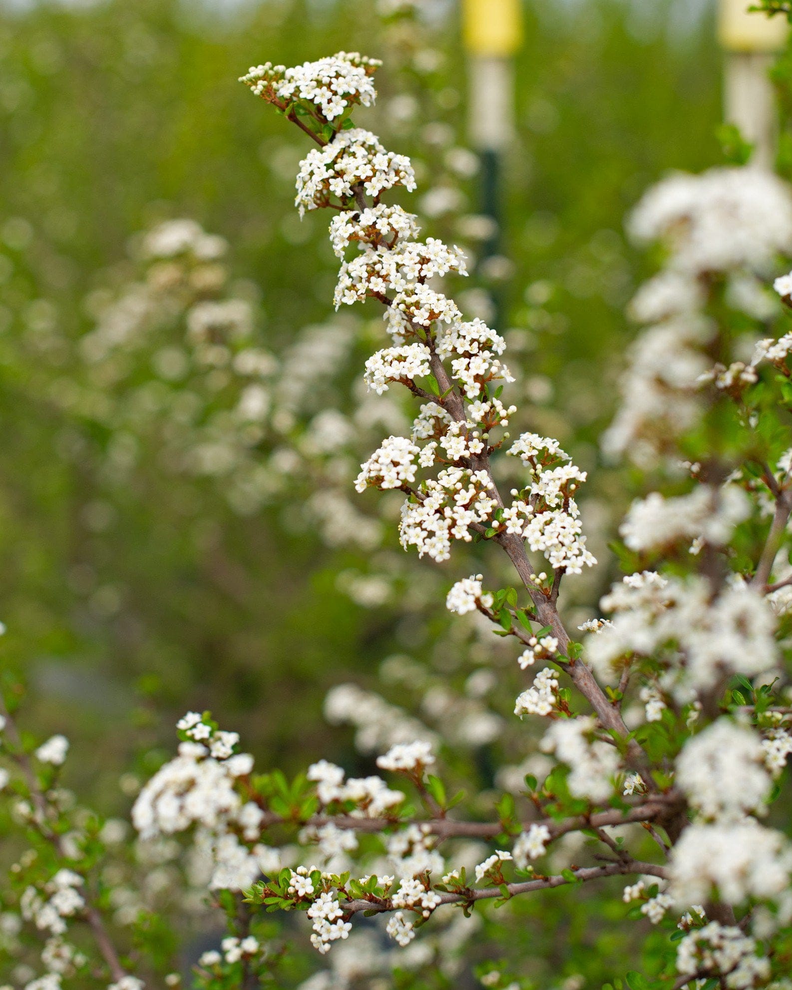 Walters Viburnum Select