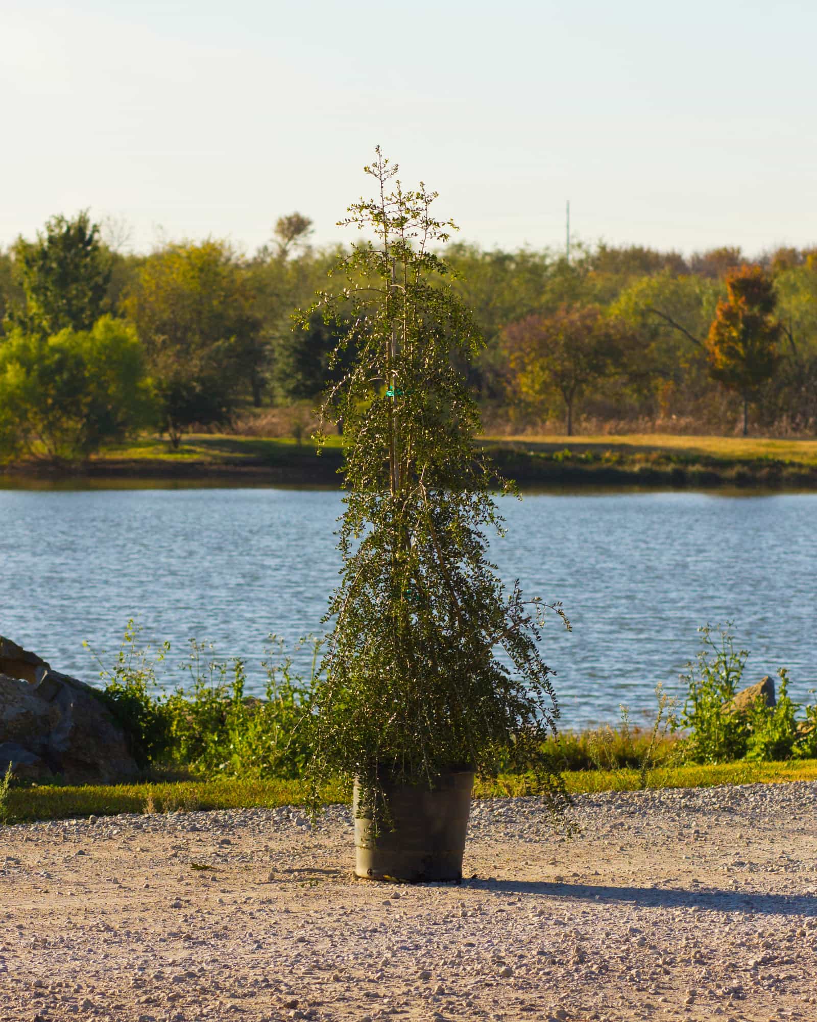 Yaupon Holly Weeping