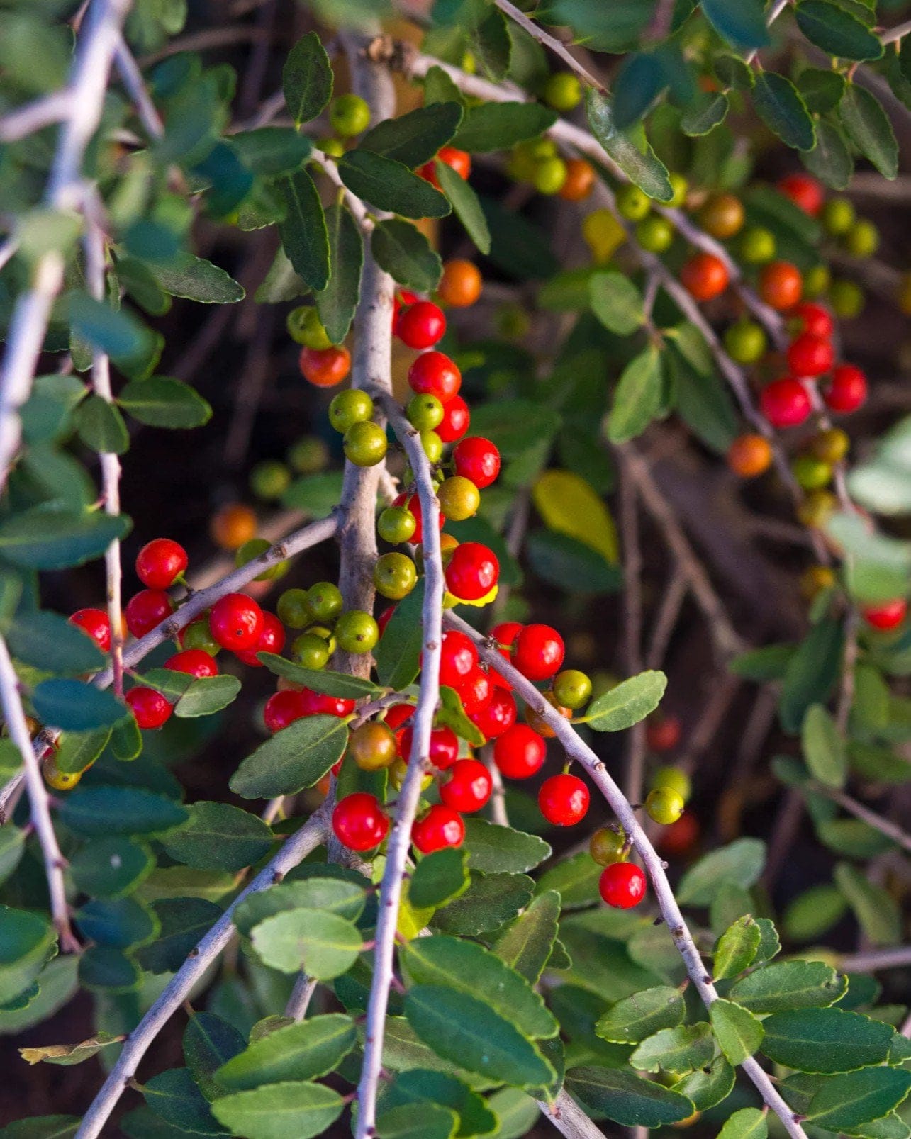 Yaupon Holly Weeping - view 2