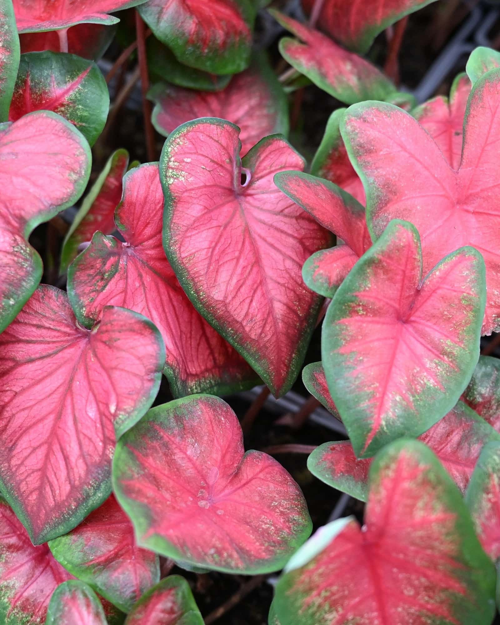 Bombshell Caladium - Main Image