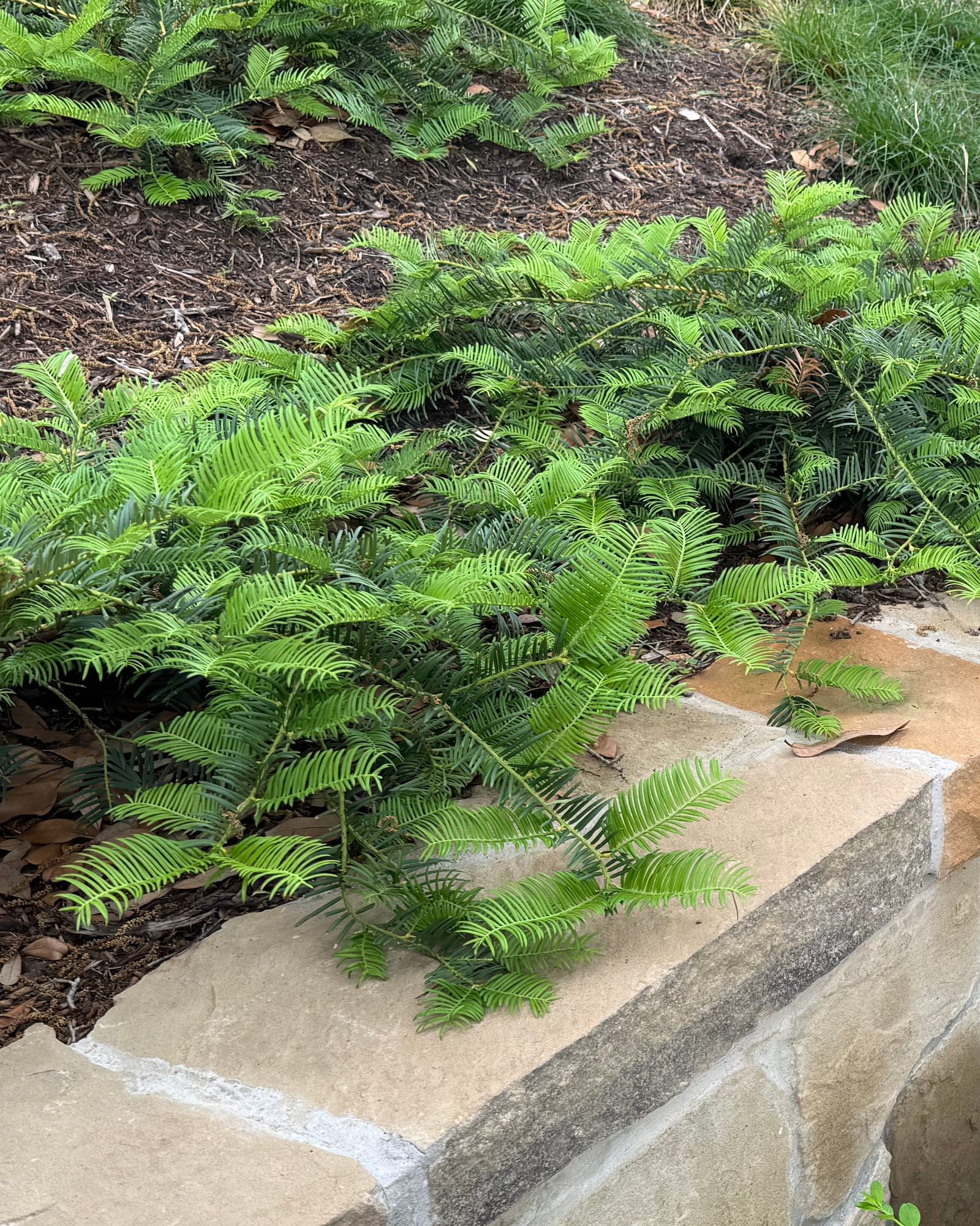 Spreading Plum Yew