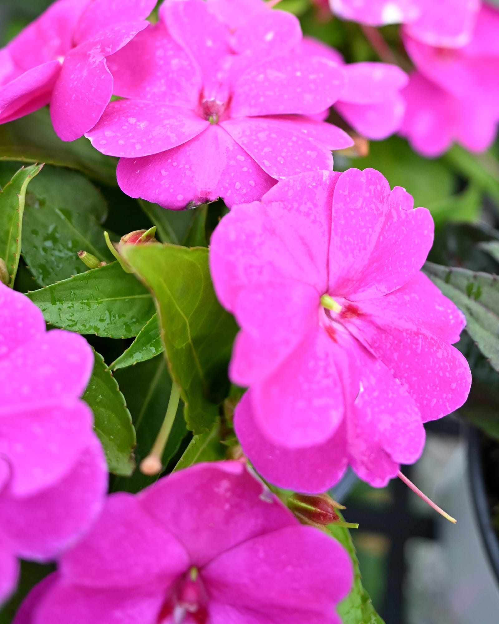 Sunpatiens Compact Purple Impatiens - Main Image