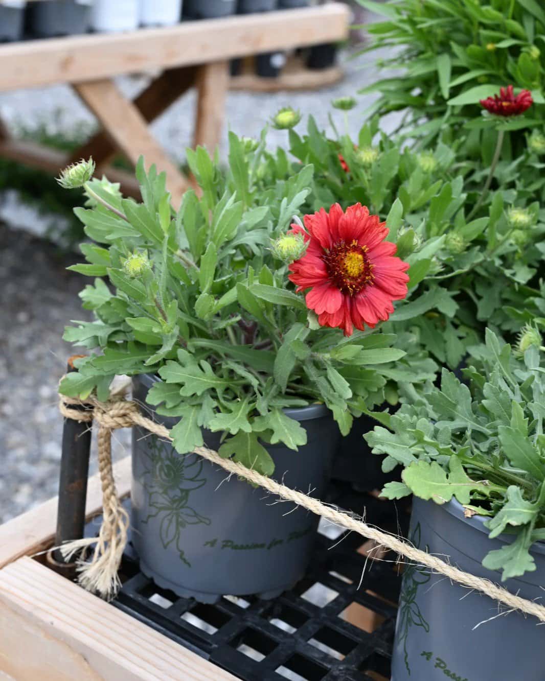 Mesa Red Blanket Flower - Image 1
