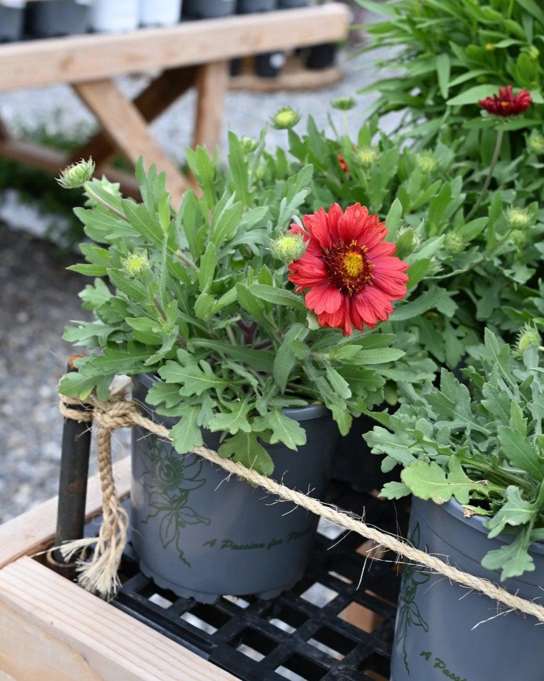 Mesa Red Blanket Flower - Image 1