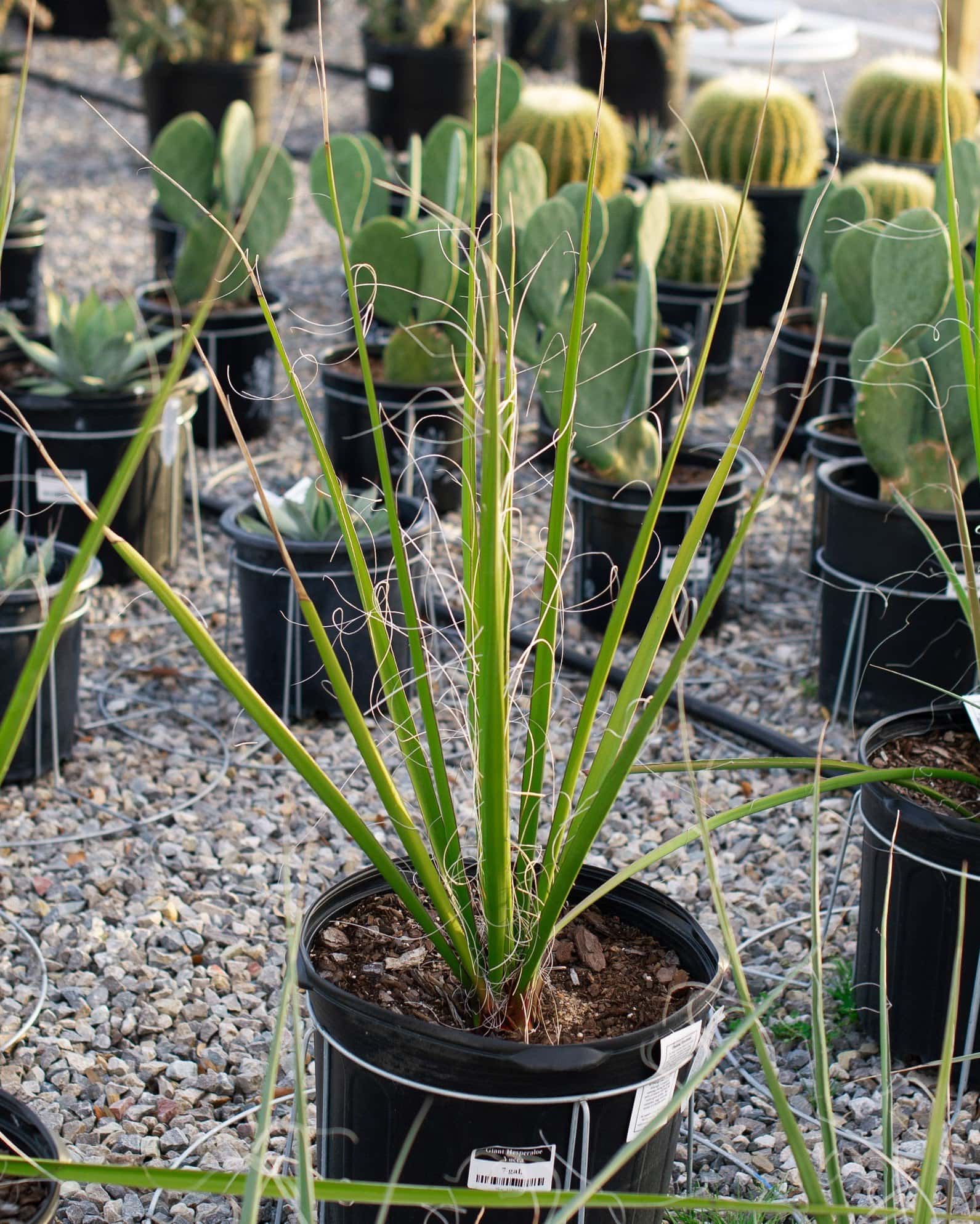 Giant Hesperaloe Yucca - Image 1