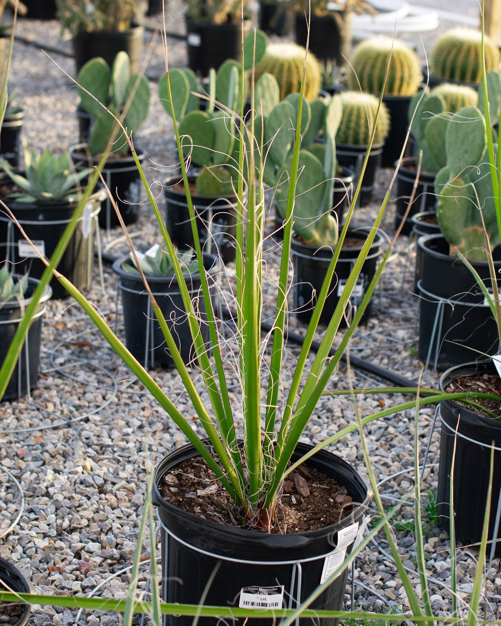 Giant Hesperaloe Yucca - Image 1