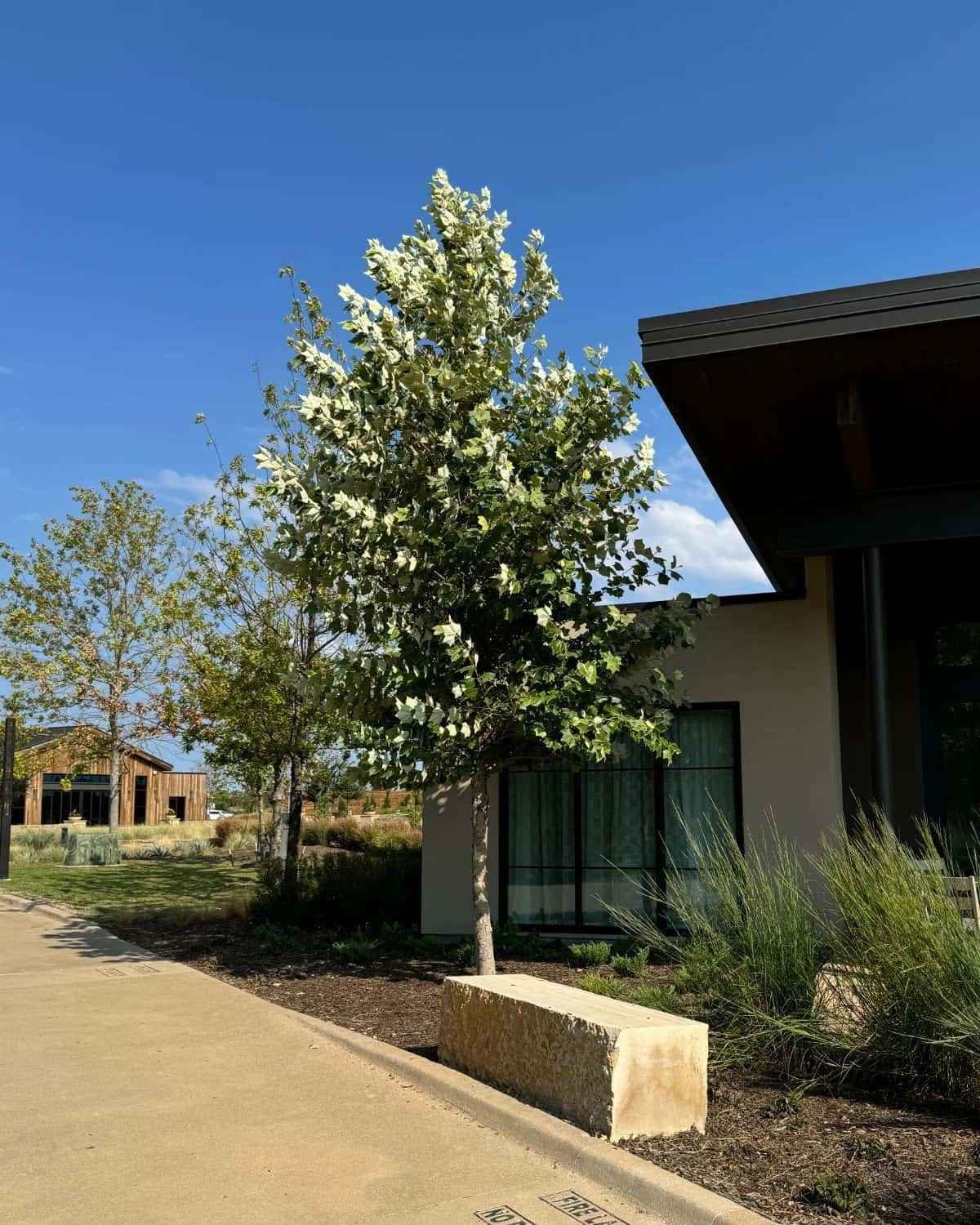 Mexican Sycamore - Image 1