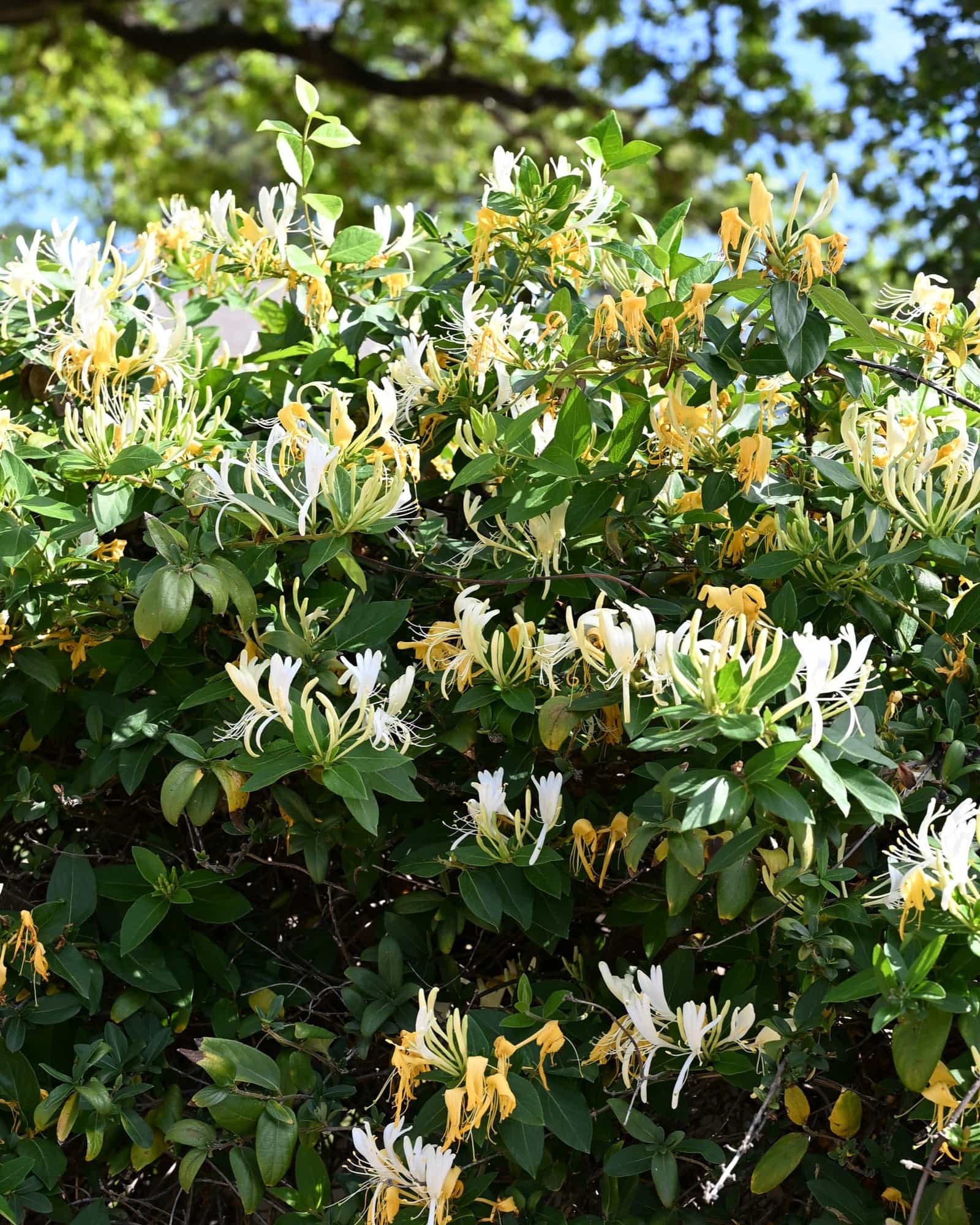 Hall's Honeysuckle