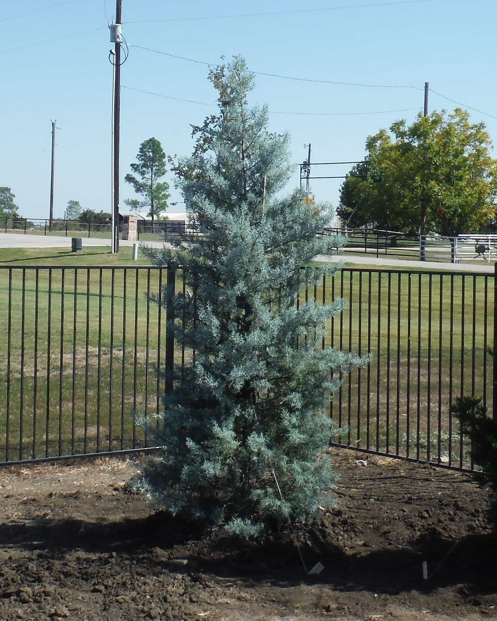 Arizona Cypress Blue Ice