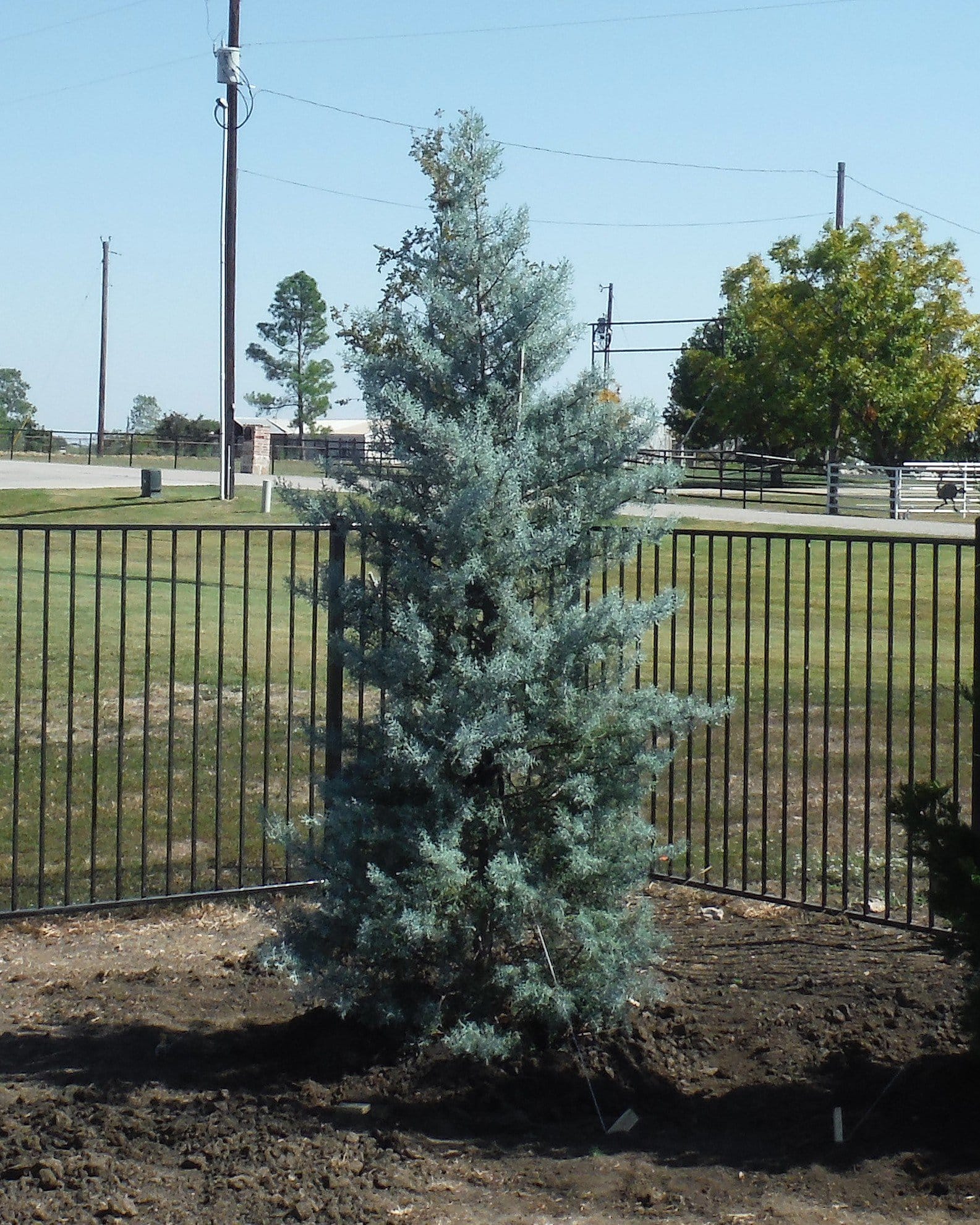 Arizona Cypress Blue Ice