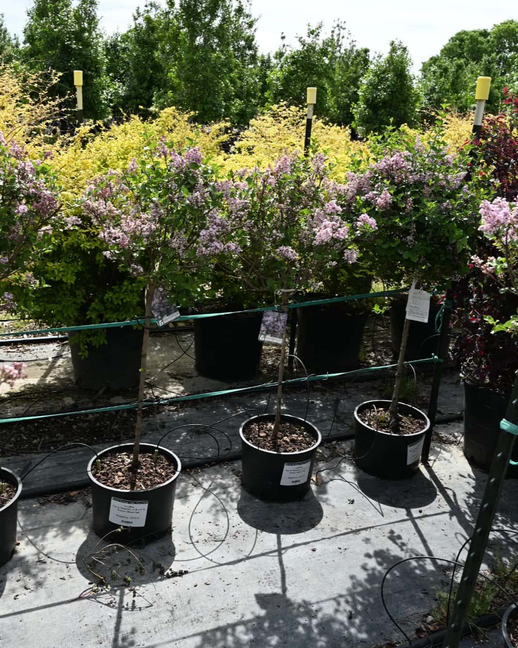 Dwarf Korean Lilac Tree Form - Image 1