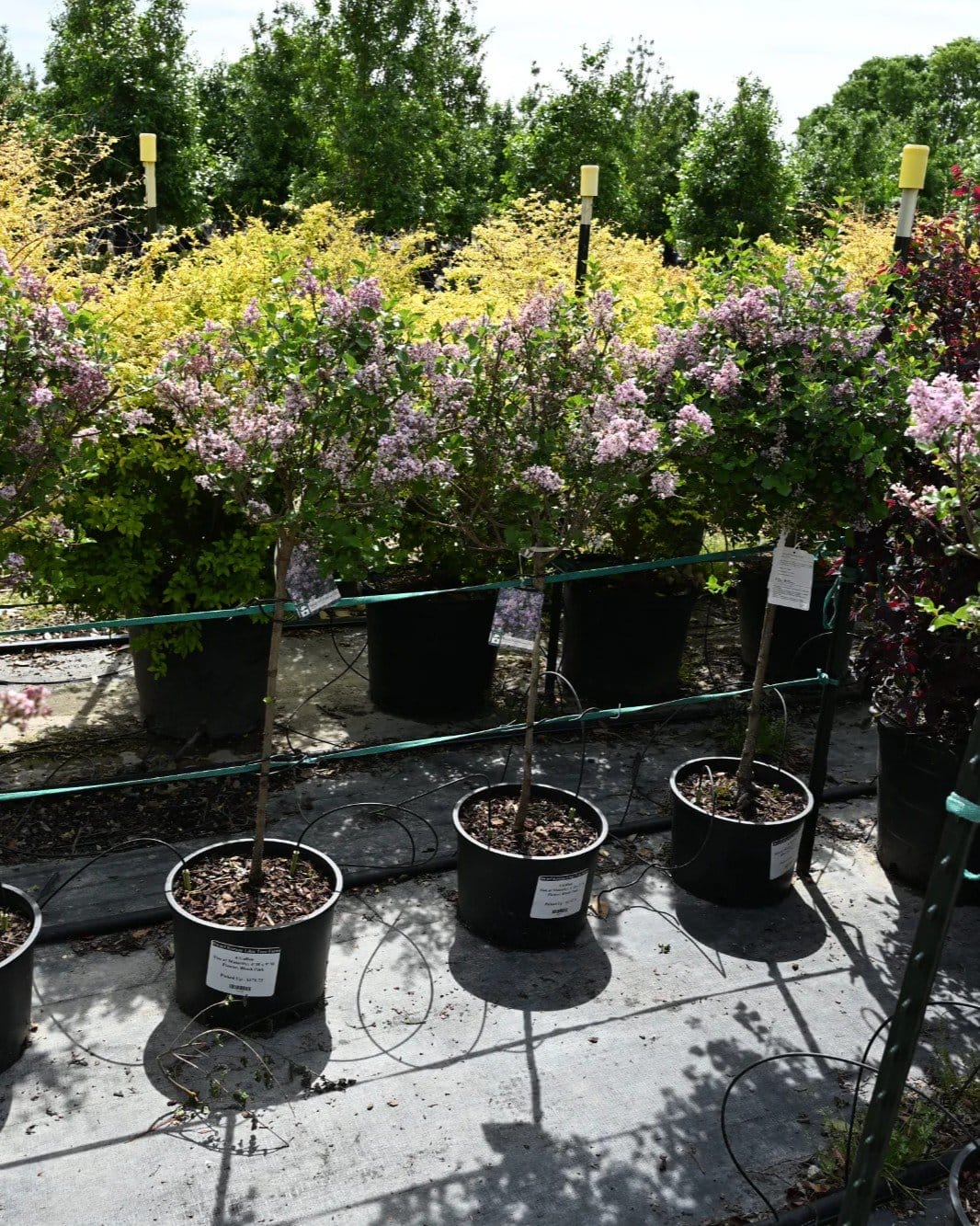 Dwarf Korean Lilac Tree Form - view 2