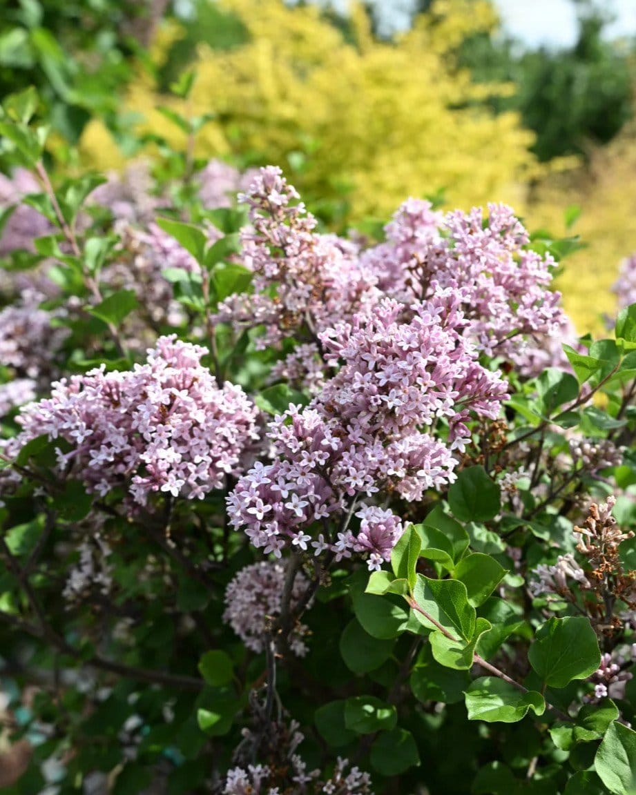 Dwarf Korean Lilac Tree Form - view 3