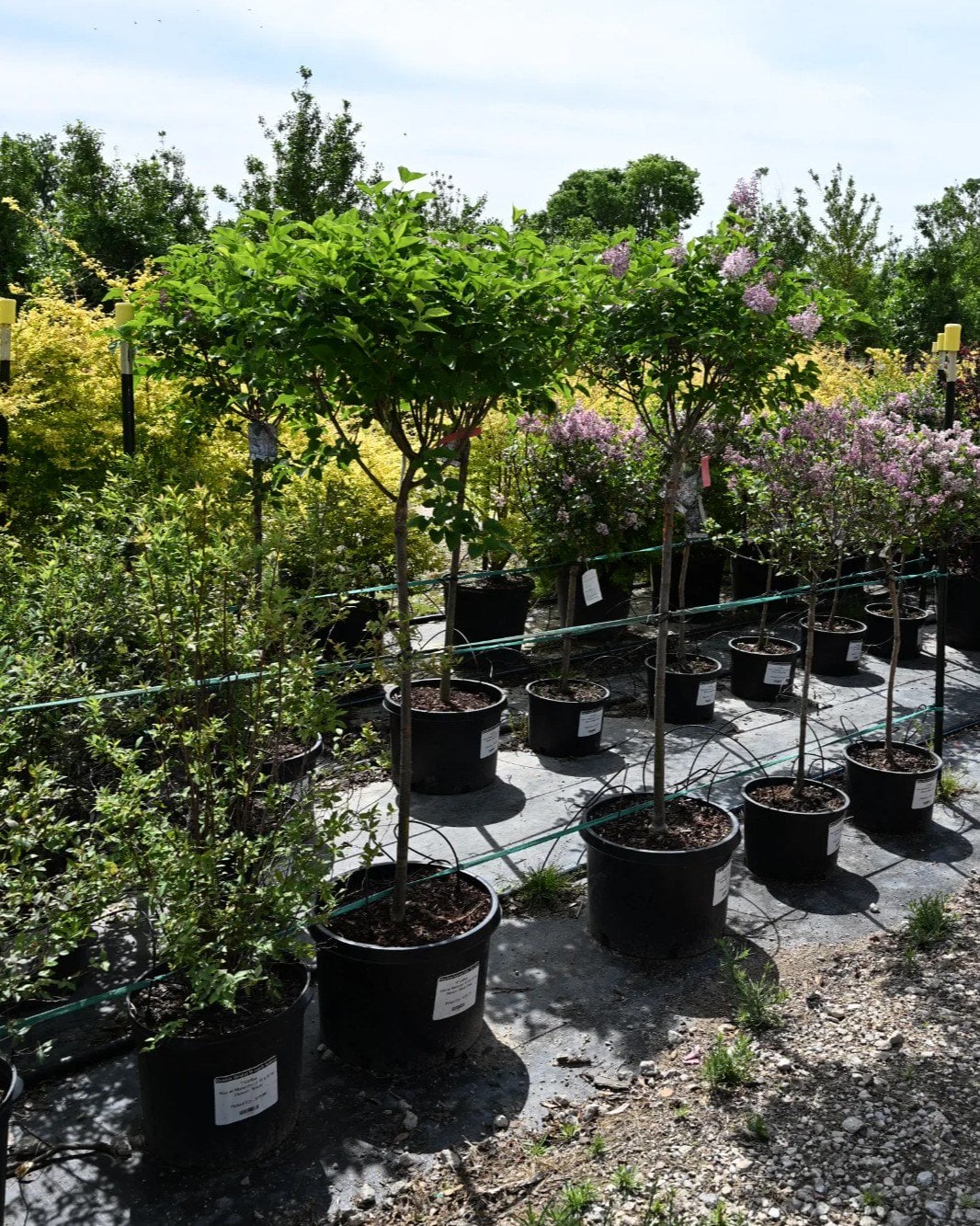 Miss Kim Korean Lilac Tree Form - Image 1