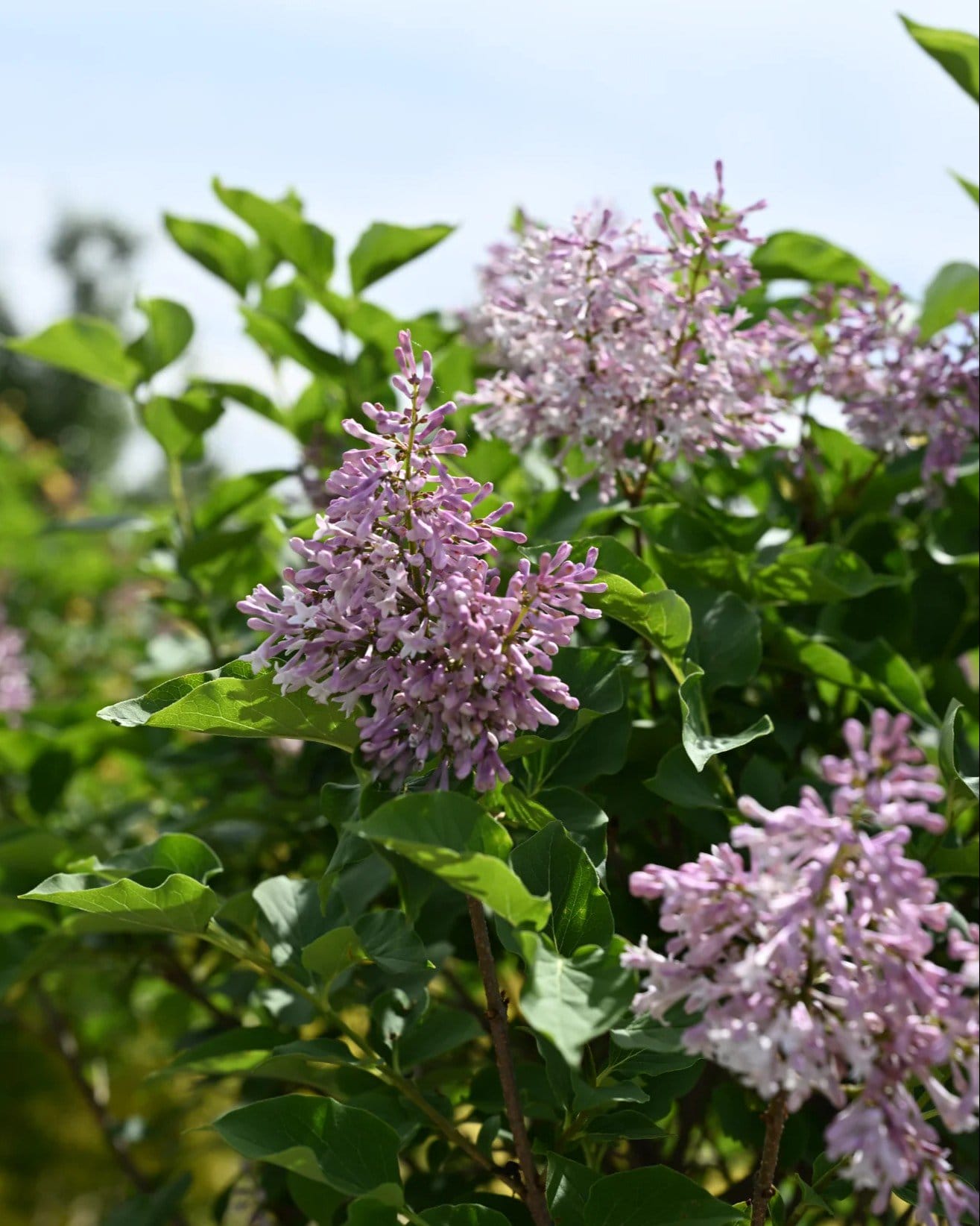 Miss Kim Korean Lilac Tree Form - view 3