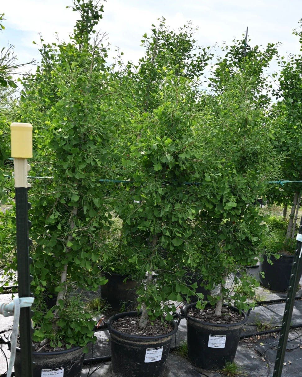 Weeping Wonder Ginkgo - view 2