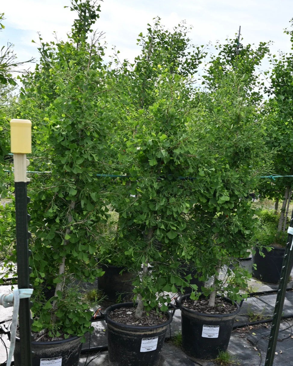 Weeping Wonder Ginkgo - Image 1