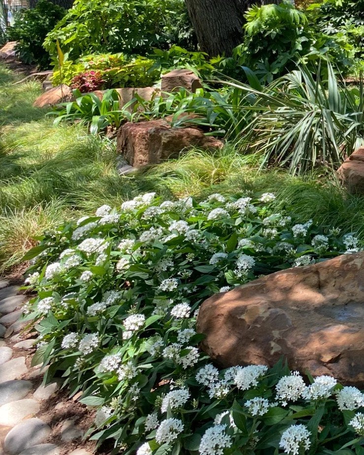 Butterfly White Pentas - Image 1