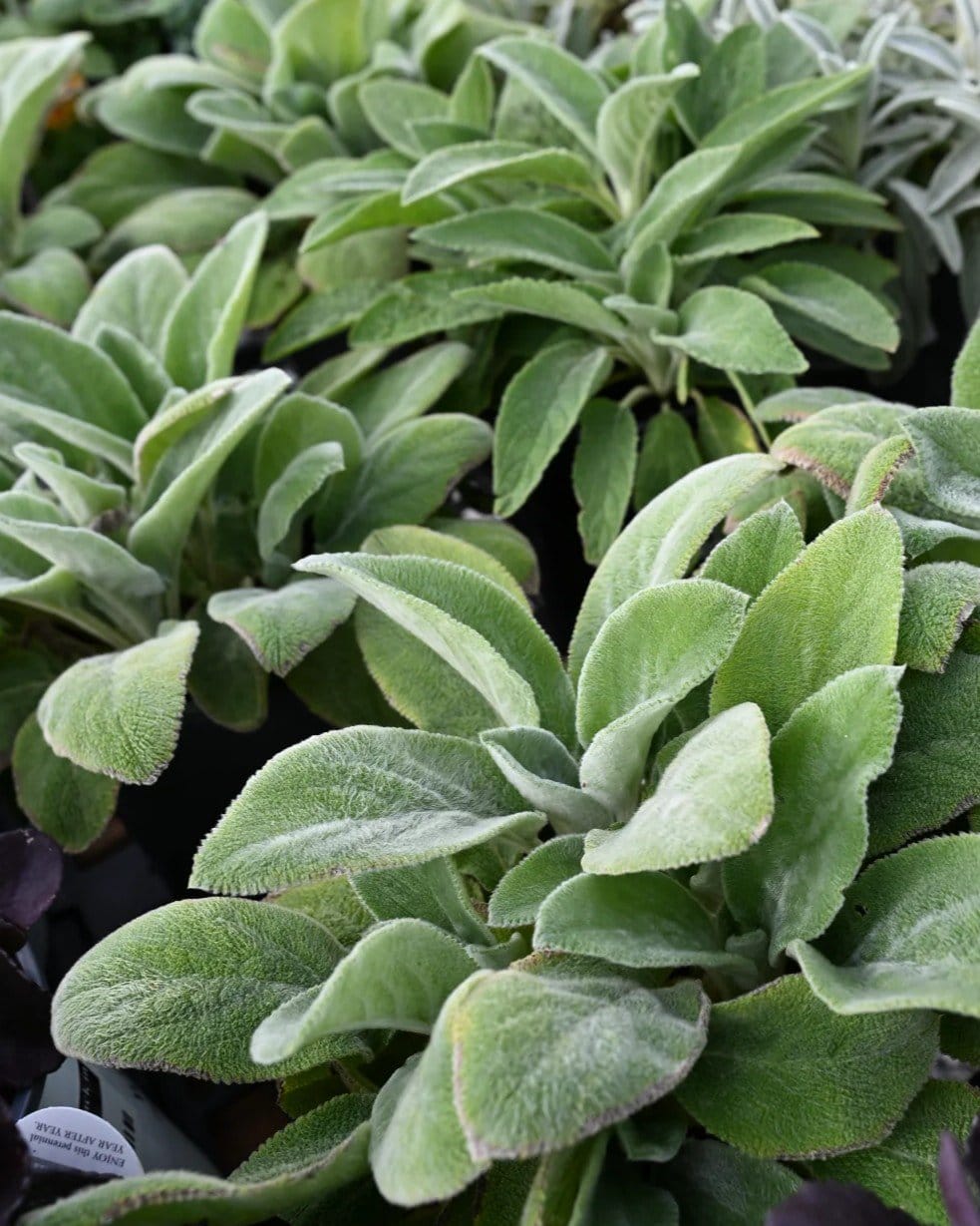 Lamb's Ear - view 5