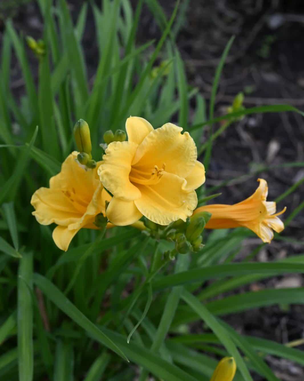 Stella D'Oro Daylily - view 4