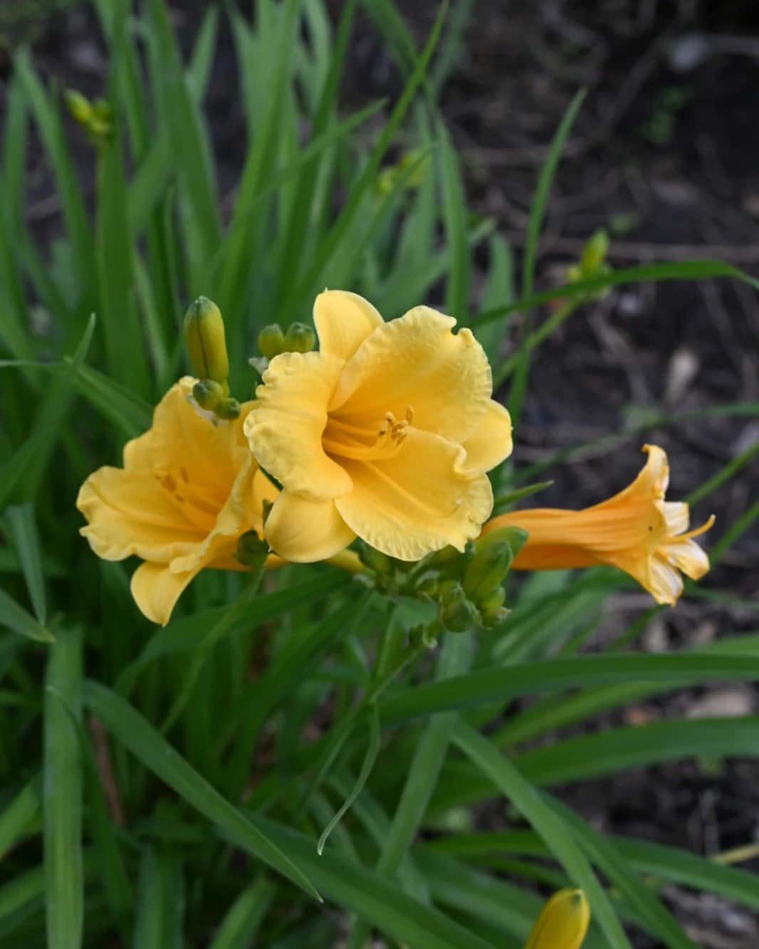 Stella D'Oro Daylily - Image 1