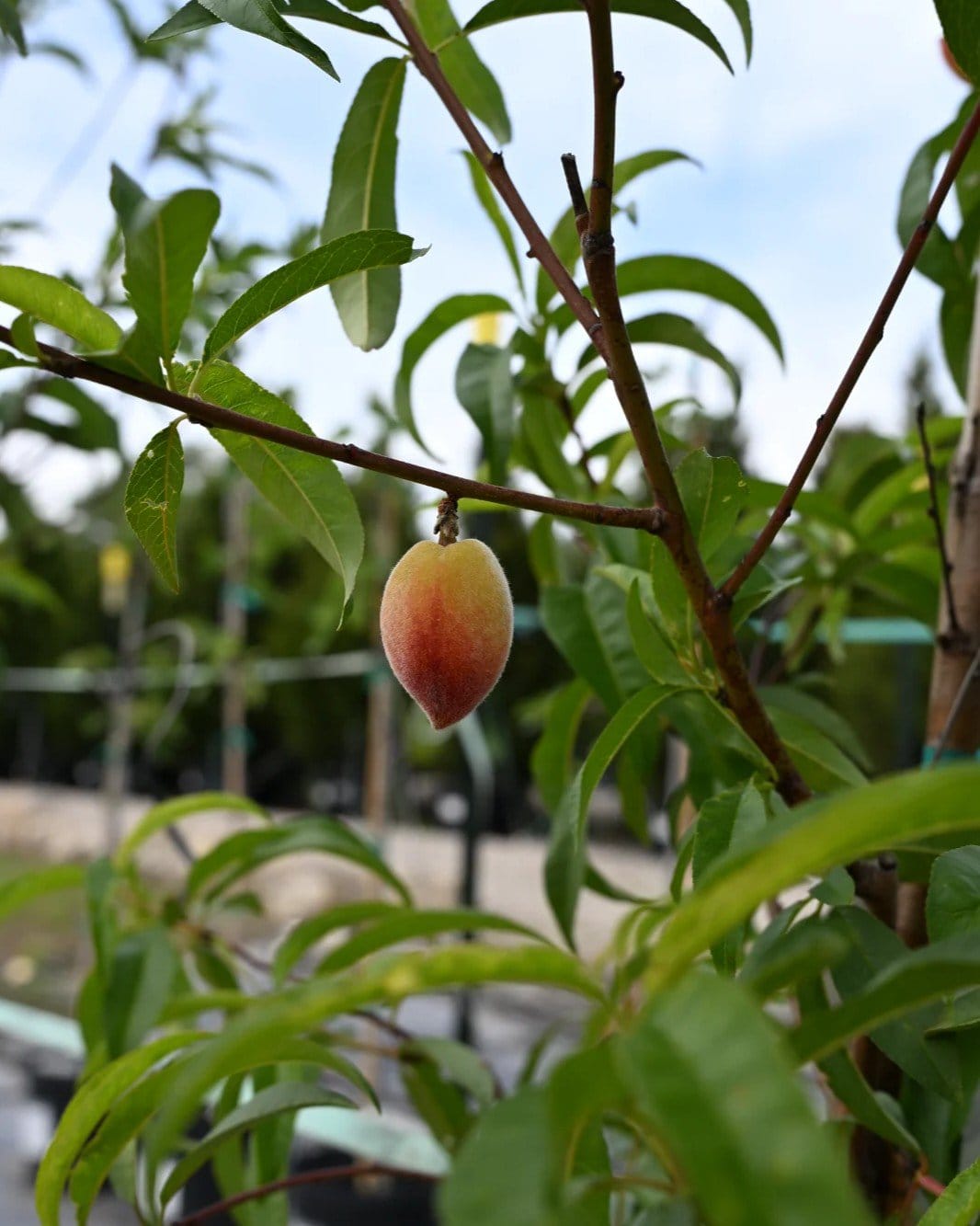 La Festival Peach - view 3