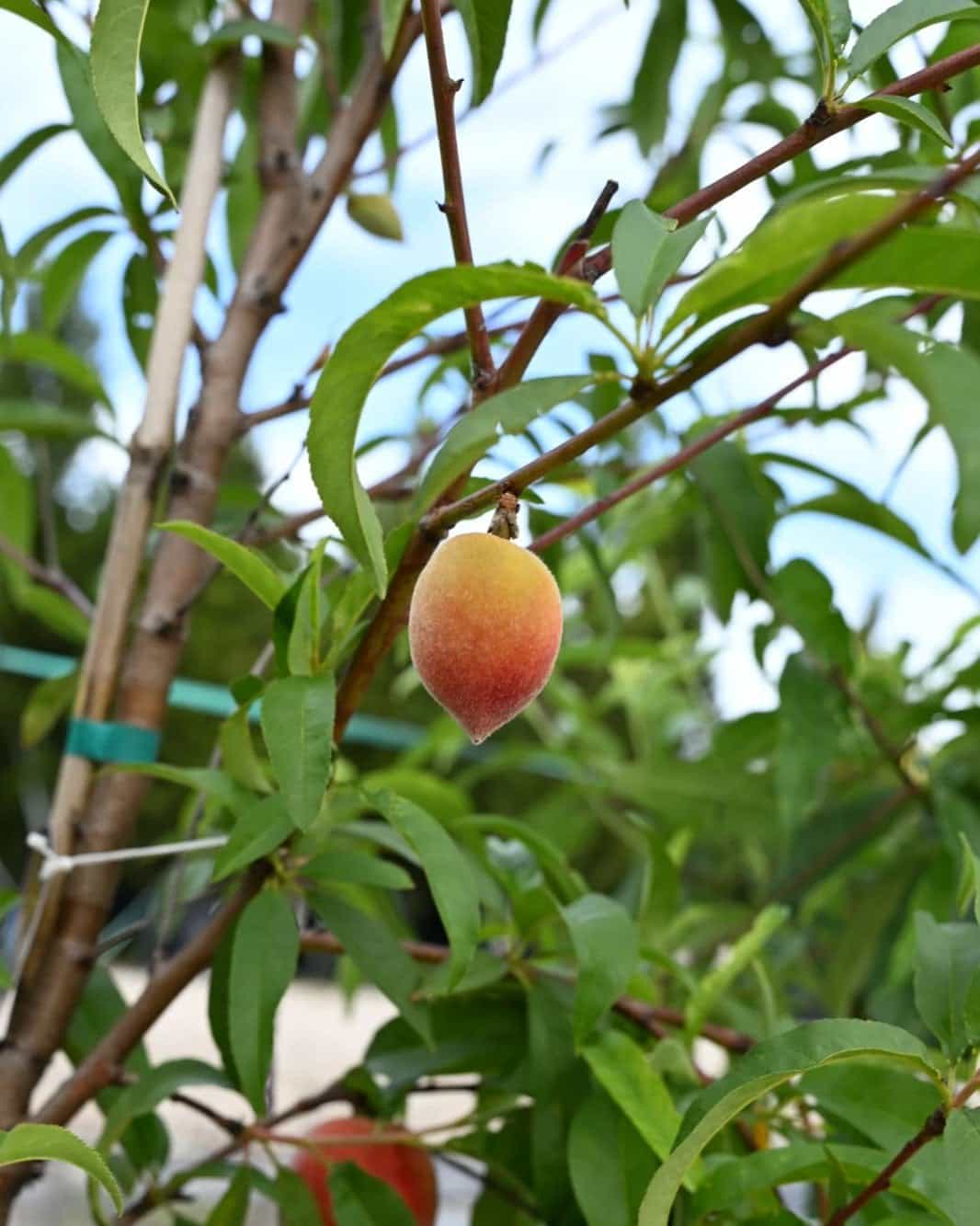 La Festival Peach - view 4