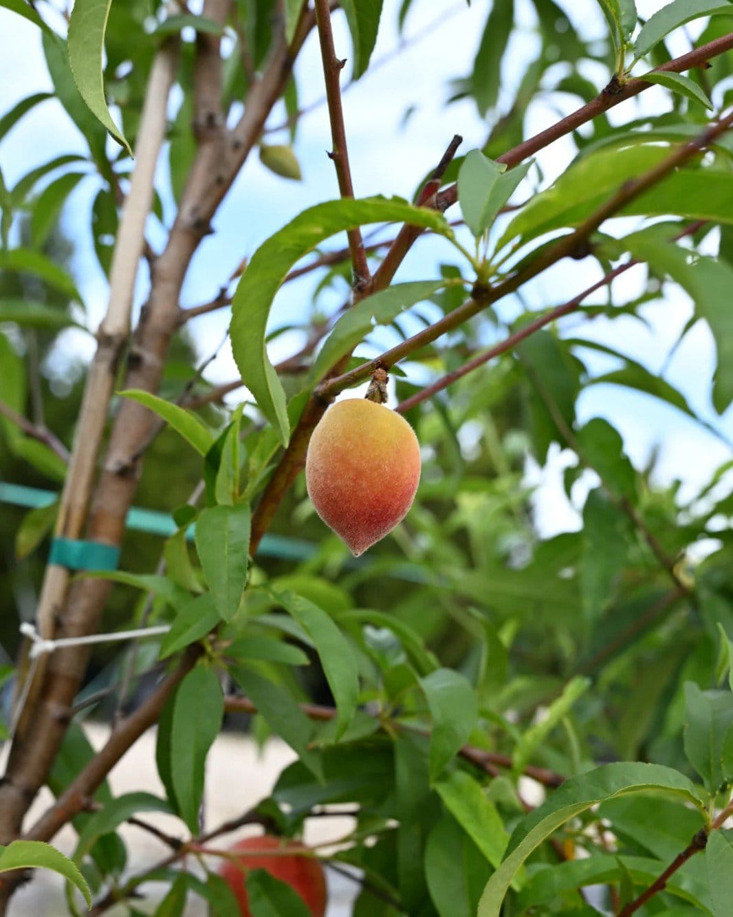 La Festival Peach - view 4