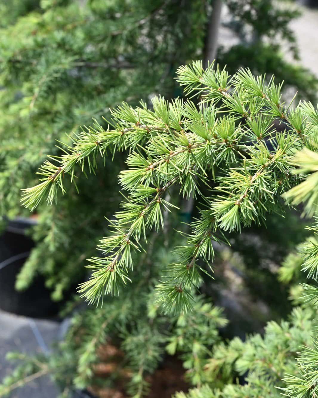 Golden Atlas Cedar - Image 1