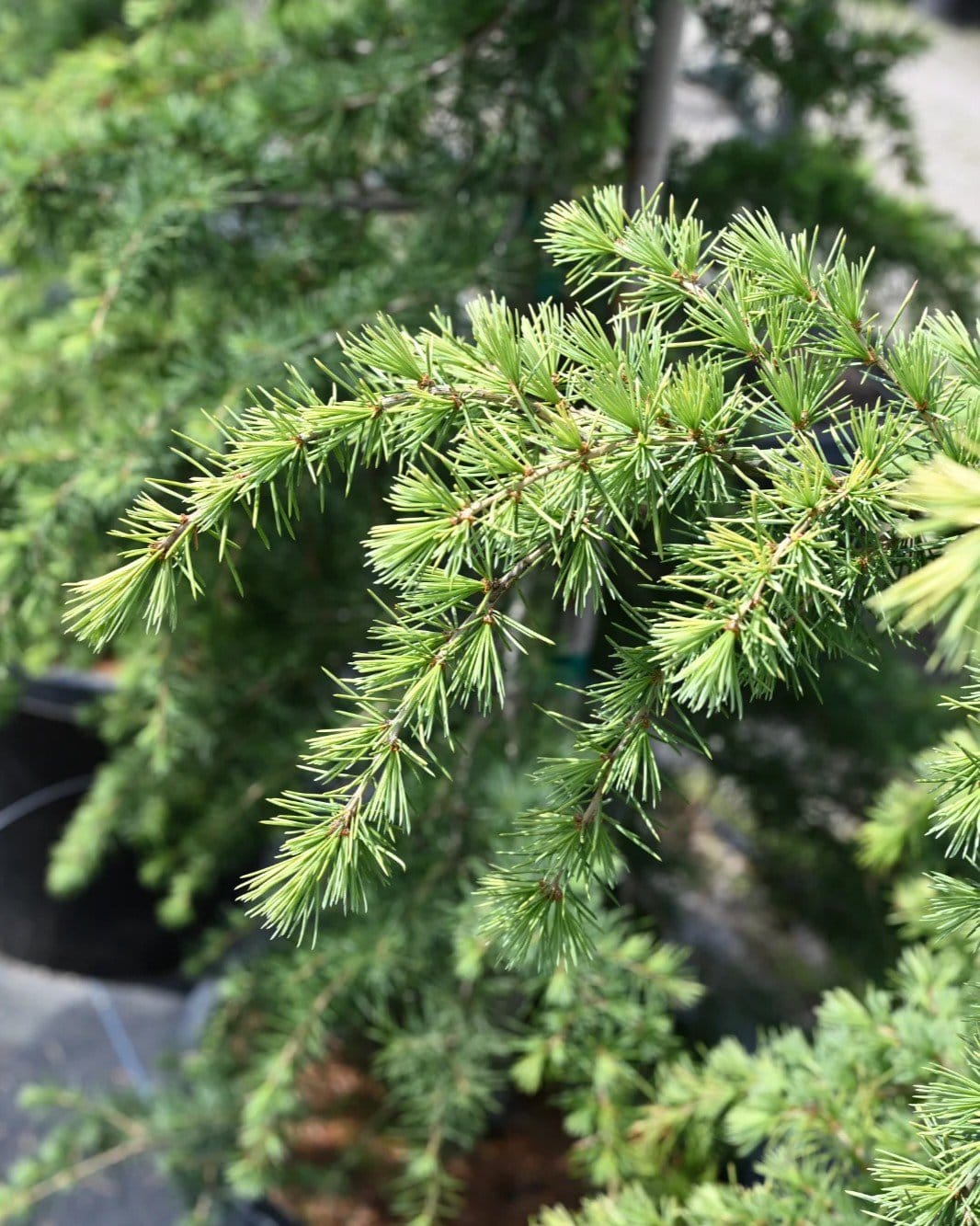 Golden Atlas Cedar - view 2